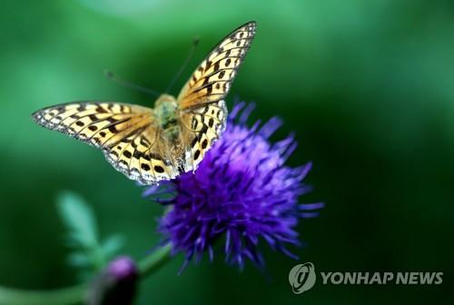 정선 함백산 만항재 '낮엔 꽃 세상·밤은 별천지'