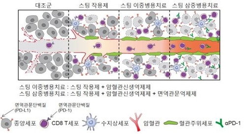 암 성장·전이 차단 단백질 역할 규명…"항암치료 새 전략 제시"