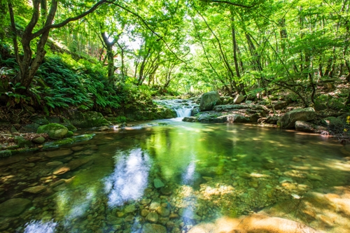 도림사·청계동·태안사…피서객 몰리는 곡성 계곡 삼총사