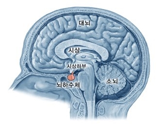 갑자기 시력 떨어진다면 `뇌` 이상 일수도…`이 질병` 의심