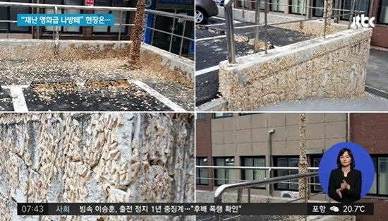 단양 나방 `곳곳에 드글드글`…`재난영화급` 출몰로 방제전쟁