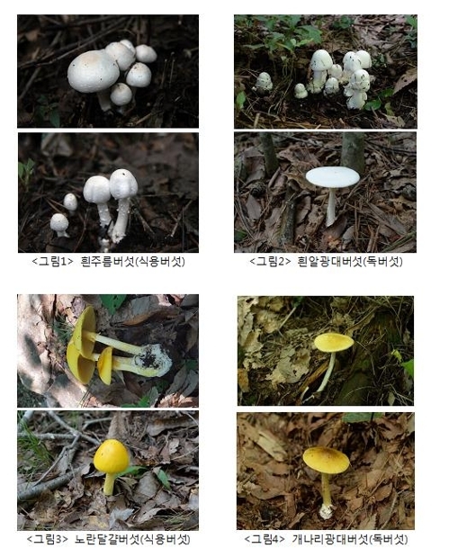 "독버섯 함부로 따먹으면 큰일"…식용버섯과 구분법은?