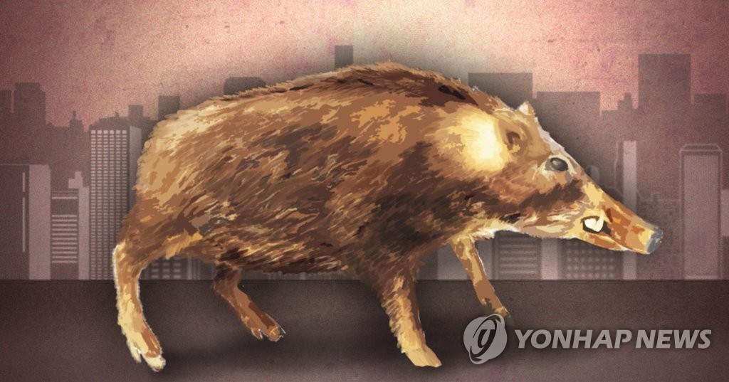 서울 아파트단지에 총성이?…멧돼지 4마리 등장 `사살`