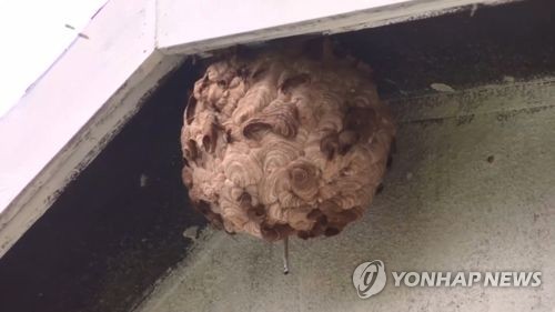 7월부터 벌집제거 출동 급증…"건드리지 말고 119에 신고해요"