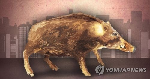 서울 아파트단지 인근서 멧돼지 4마리 사살…휴일아침 깨운 총성