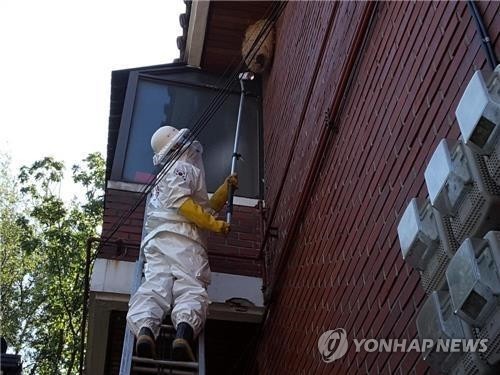 여름철 도심 '벌 주의보'…충북 벌집 제거 출동 급증