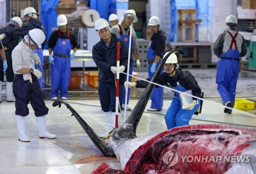 멸종위기 고래조차 사냥감 전락…日 포경 재개 논란 가열