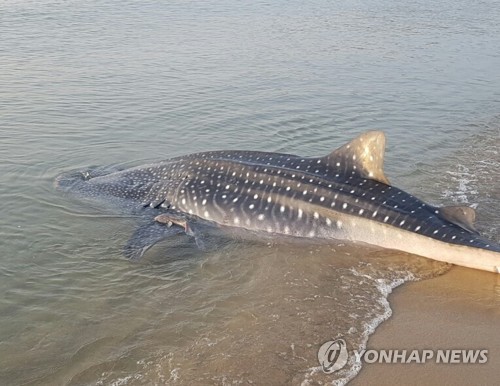 제주 함덕해수욕장에 상어 출현…하마터면 사고 날 뻔(종합)