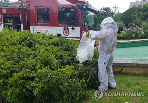 여름철 도심 '벌 주의보'…충북 벌집 제거 출동 급증