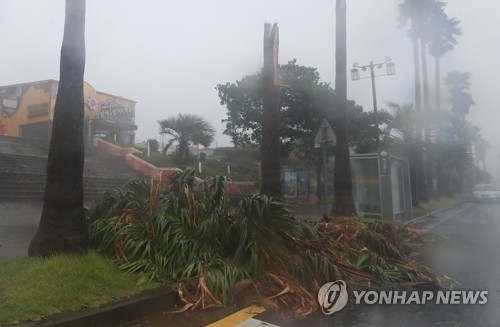 제주 중문관광단지 오래된 야자수 제거해 새 야자수 심는다