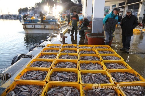 강원 오징어 채낚기어선 22척 26일부터 러시아 어장 출어