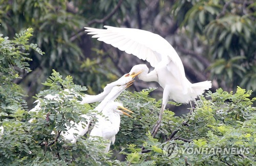 동국대 경주캠퍼스 '40년 손님' 백로·왜가리 500마리 눈길