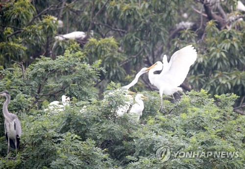 동국대 경주캠퍼스 '40년 손님' 백로·왜가리 500마리 눈길