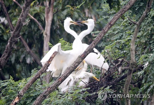 동국대 경주캠퍼스 '40년 손님' 백로·왜가리 500마리 눈길