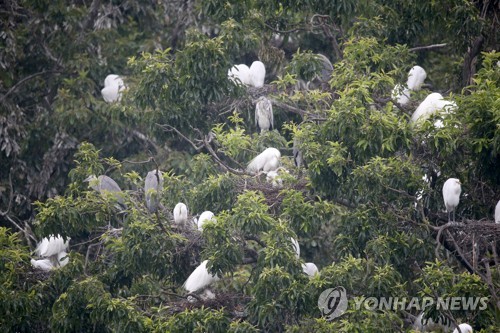 동국대 경주캠퍼스 '40년 손님' 백로·왜가리 500마리 눈길