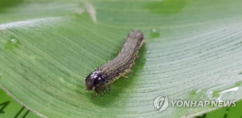 농촌진흥청, 경남 밀양서도 옥수수 피해 열대거세미나방 확인