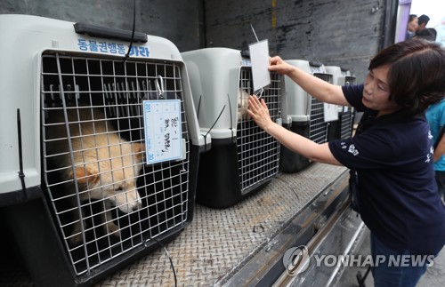 동물 학대 온상지 '오명' 구포 개 시장 폐업이 남긴 것