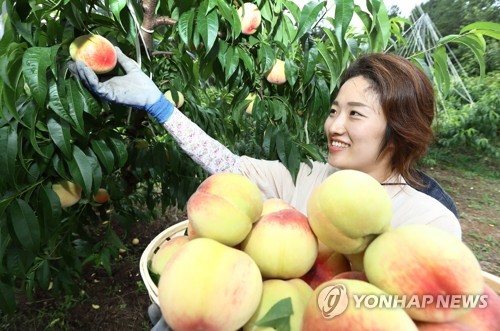 돈되는 농작물은 복숭아·양파…38년간 수입 연평균 8%대↑