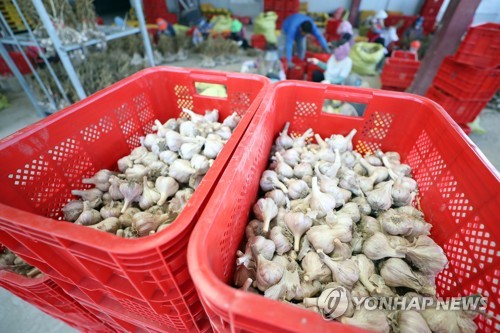 재배면적 줄였지만 역대급 좋은 날씨…커져도 너무 커진 양파