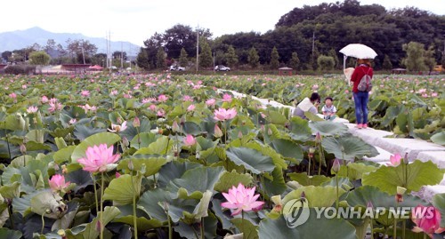 [카메라뉴스] 청아한 아름다움…함안에 고려시대 아라홍련 '활짝'