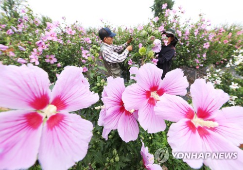 나라꽃 보러오세요…수원서 26∼28일 무궁화 축제