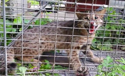 [고침] 지방(포항서 멸종위기 야생생물 삵 발견…닭장 인…)