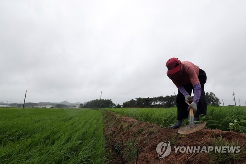 "이만하면 효자 태풍" 다나스 길목 전남, 비로소 안도의 한숨