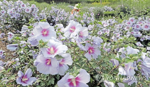 "나라꽃에 관심을" 홍천 무궁화축제 성황리 폐막