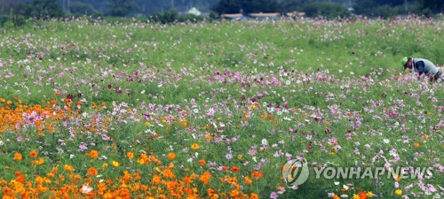 "나라꽃에 관심을" 홍천 무궁화축제 성황리 폐막