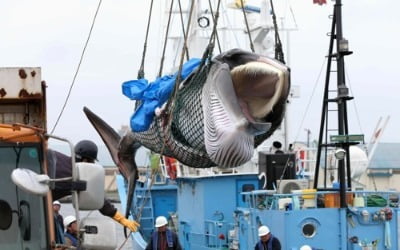 멸종위기 고래조차 사냥감 전락…日 포경 재개 논란 가열