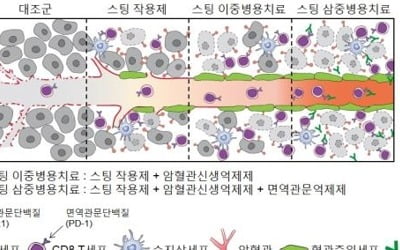 암 성장·전이 차단 단백질 역할 규명…"항암치료 새 전략 제시"