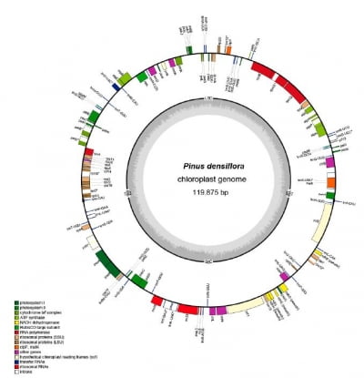 국립산림과학원, 세계 최초로 소나무 엽록체 유전체 완전 해독