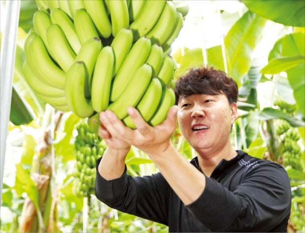 육지서 재배한 바나나