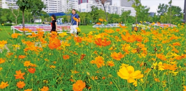 ‘가을의 전령’…활짝 핀 코스모스 