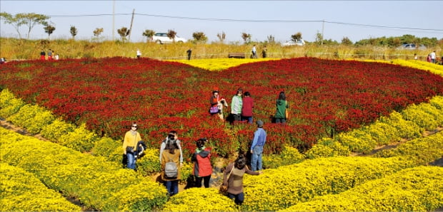 수만 송이 수놓은 '서산국화축제'