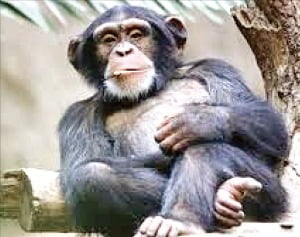 침팬지가 키웠던 '벨로'는 인간사회 적응 못했죠…'인간은 사회적 동물'…타인과 상호작용하며 살죠