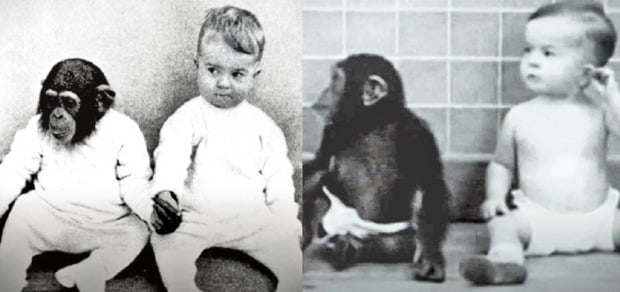 침팬지가 키웠던 '벨로'는 인간사회 적응 못했죠…'인간은 사회적 동물'…타인과 상호작용하며 살죠