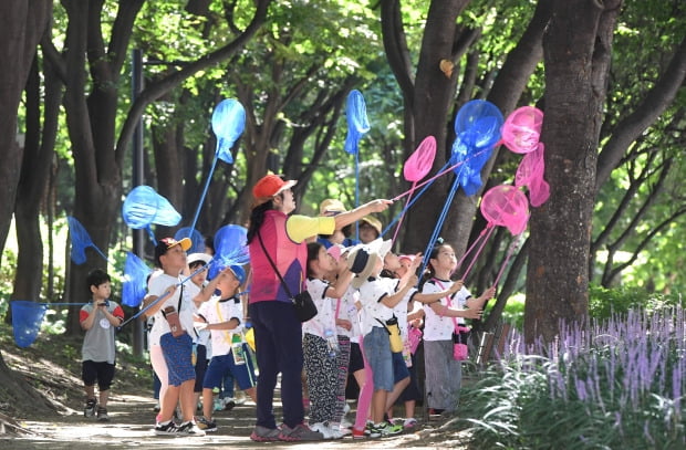 성동구는 14일 서울 성동구 송정제방 주변에서 구 내 어린이들을 대상으로 '성동구 매미학습교실'을 열었다. 어린이들이 송정제방 숲에서 매미를 잡고 있다.  신경훈 기자 khshin@hankyung.com 2019.08.14