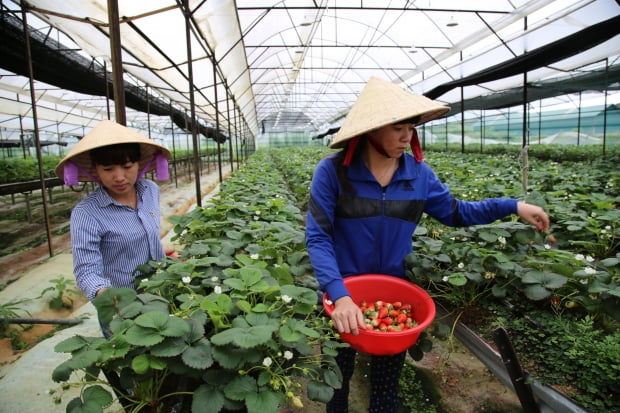 달랏 외곽에 있는 대형 딸기 하우스에서 농민들이 딸기를 수확하고 있다.