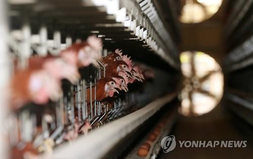 연일 계속되는 '가마솥' 폭염…사람도 가축도 '헉헉'