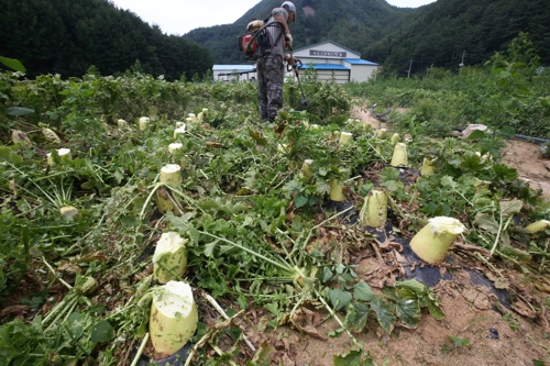 [르포] '뭇값 폭락'에 갈아엎고 폐기하고…농민들 "죽고 싶은 심정"