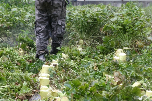 [르포] '뭇값 폭락'에 갈아엎고 폐기하고…농민들 "죽고 싶은 심정"