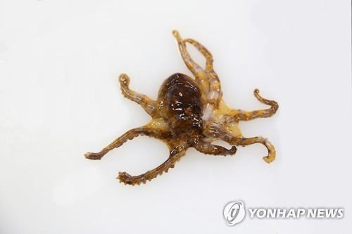 같은 학생 손에 잇따라 잡힌 맹독성 문어…우연의 일치?