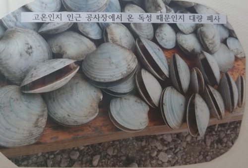 인천 마시안 해변 조개류 잇따라 원인 모를 폐사