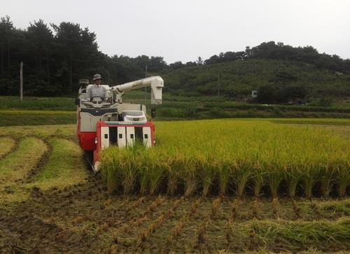 전남 무안 쌀 1천억원 어치, 수도권에 팔린다