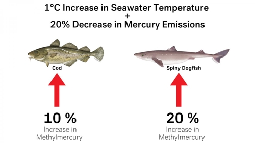 지구온난화 물고기 수은도 상승시켜 먹거리 위협