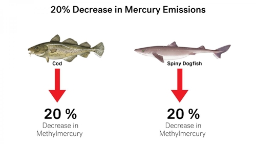 지구온난화 물고기 수은도 상승시켜 먹거리 위협