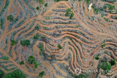 조코위 인니 대통령, 한반도 3배 규모 숲 영구개발금지 선언