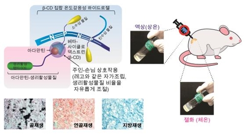 "치료 부위에 쏙"…KIST, 하이드로젤-줄기세포 주사제 개발