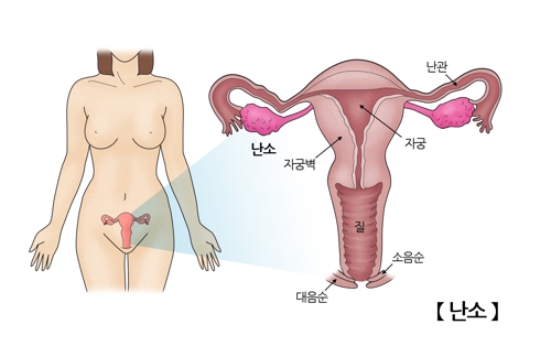 난소 일부 냉동보존, 폐경 늦출 수 있을까?